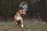 AMSTAFF ADULT 360